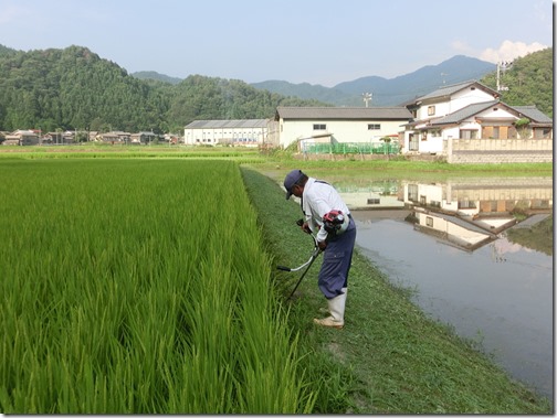 夏の草刈り