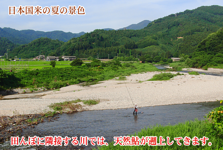 日本国米の夏の景色 田んぼに隣接する川には、天然鮎が遡上してきます。