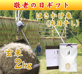 新潟 岩船産コシヒカリ はさかけ米（天日干し）　玄米 2キロ