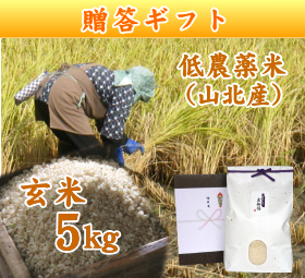 新潟 岩船産コシヒカリ 低農薬米 （山北産）　玄米 5キロ