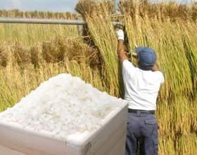 自然乾燥米 コシヒカリ はさ掛け米