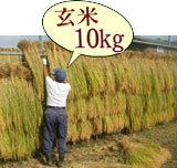 おいしいお米 はさかけ米 コシヒカリ 玄米 10kg