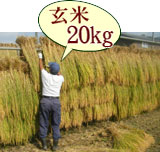 おいしいお米 はさかけ米 コシヒカリ 玄米 20kg