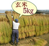 おいしいお米 はさかけ米 コシヒカリ 玄米 5kg