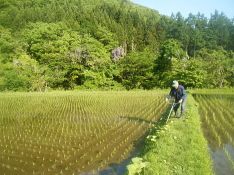 除草剤を使わずに、手作業で草刈を行います。