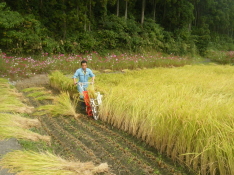 「はさかけ米」は、稲刈りも手作業です。