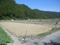 燻炭を撒いた後は、さらに、藁を田にまんべんなく敷きます。