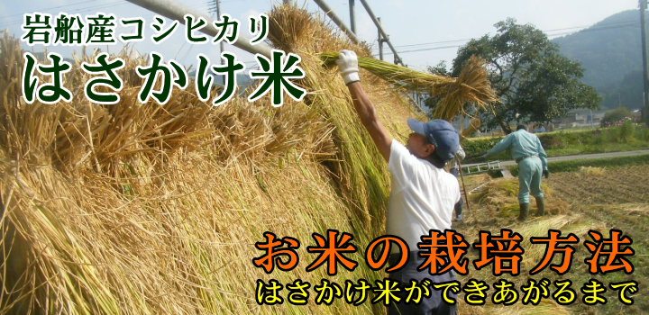 岩船産コシヒカリ はさかけ米 除草剤を使わずに育てた お米の栽培方法
