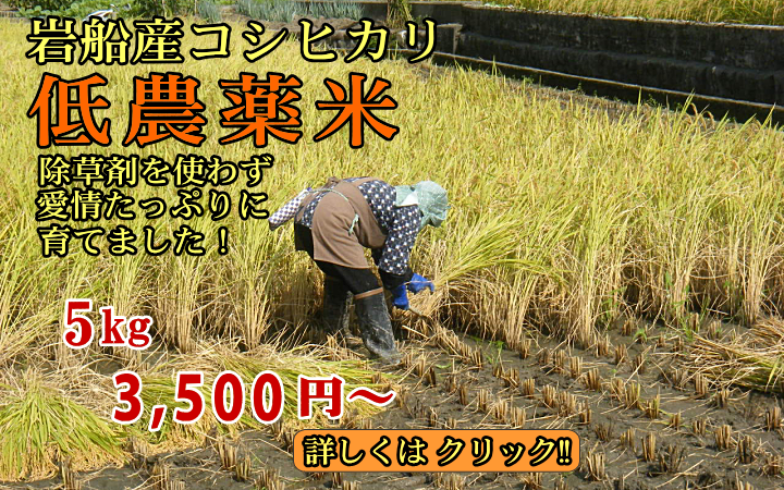 岩船産コシヒカリ 低農薬米 5kg 3,100円〜 送料無料