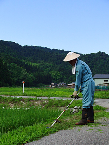 畔の雑草は、除草剤を使わず、手作業で行います。