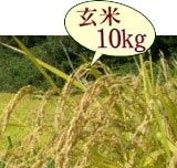 おいしいお米 岩船産コシヒカリ 低農薬米（山北産）玄米 10kg