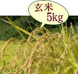 おいしいお米 岩船産コシヒカリ 低農薬米（山北産）玄米 5kg