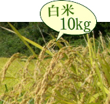 おいしいお米 岩船産コシヒカリ 低農薬米（山北産）白米 10kg