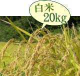 おいしいお米 岩船産コシヒカリ 低農薬米（山北産）白米 20kg