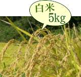 おいしいお米 新岩船産コシヒカリ 低農薬米（山北産）白米 5kg