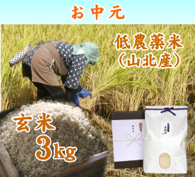 新潟 岩船産コシヒカリ 低農薬米 （山北産）　玄米 3キロ