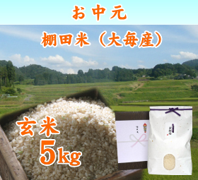 新潟 岩船産コシヒカリ 棚田米（大毎産）　玄米 5キロ