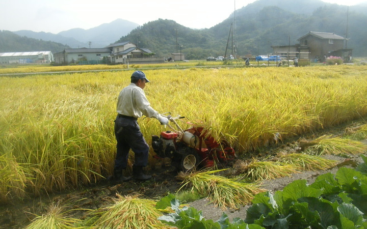 天日干しの自然乾燥米 コシヒカリの稲刈り