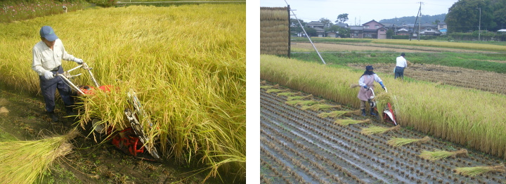 天日干しの自然乾燥米 コシヒカリの稲刈り