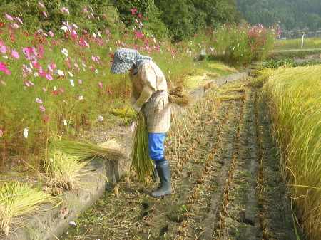 天日干しの自然乾燥米 稲刈り後の束ねる作業