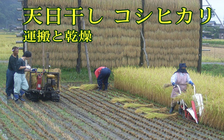 天日干しの自然乾燥米 コシヒカリの稲刈り（運搬）