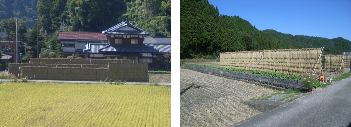 天日干しの自然乾燥米 コシヒカリの稲刈り（乾燥）