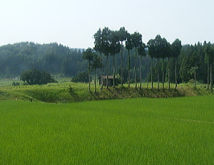 稲架木の風景